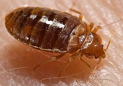 Bedbugs hbp