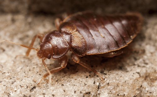 I.C.E. Program 3 Bed Bug