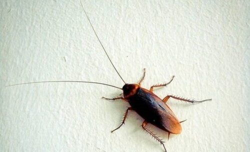 I.C.E. Program 2 I.C.E. Program