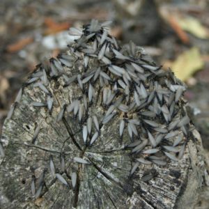 Termites