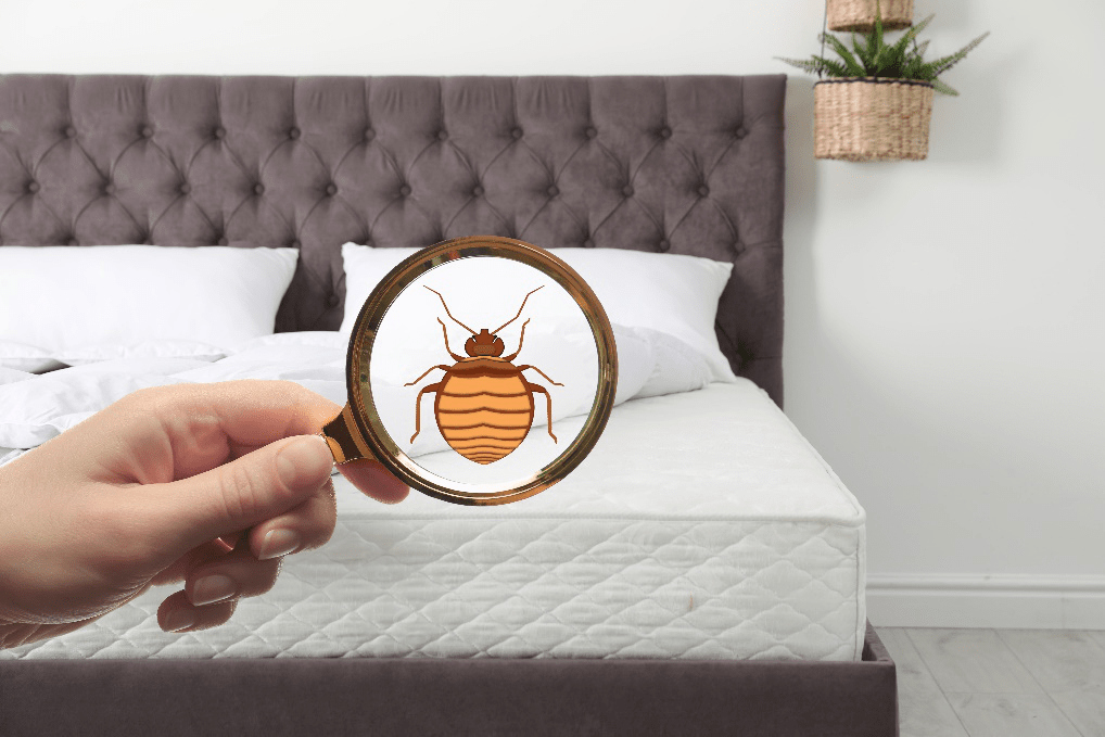 Those Awful, Pesky Bedbugs