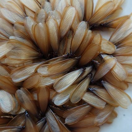 Treat House For Termites