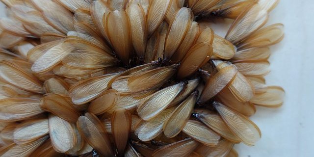 Treat House For Termites Treat House For Termites