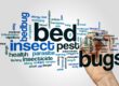 How to kill bed bugs?