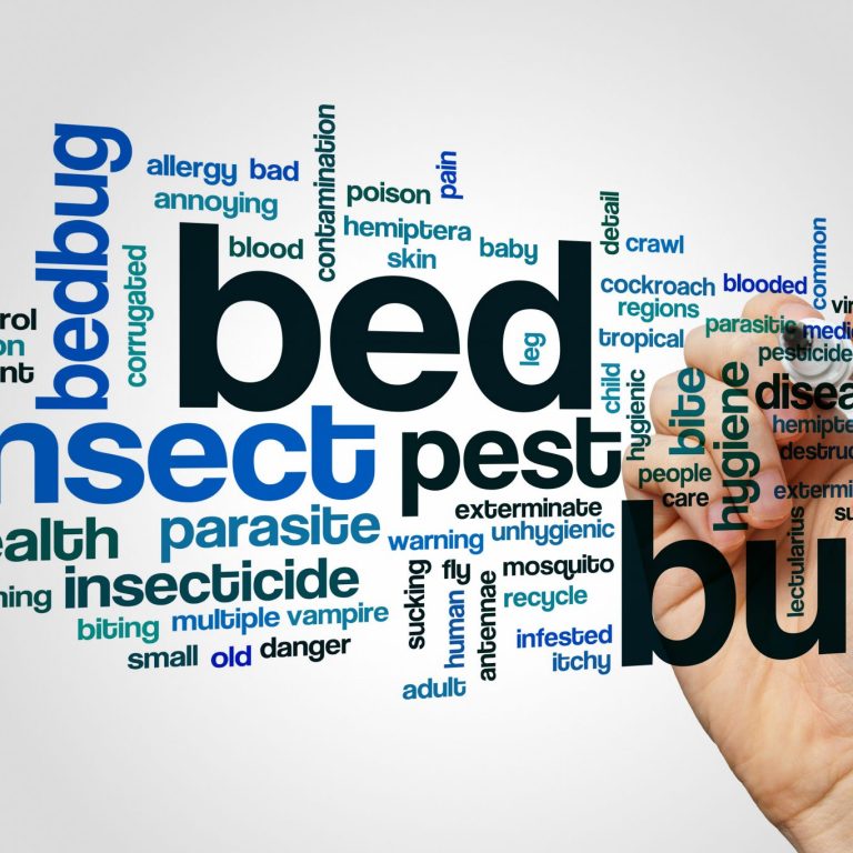 Bed bugs word cloud concept on grey background How to kill bed bugs?
