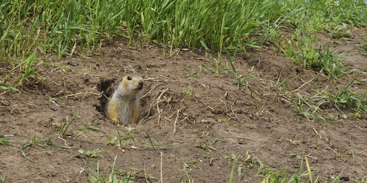 Gopher Gopher