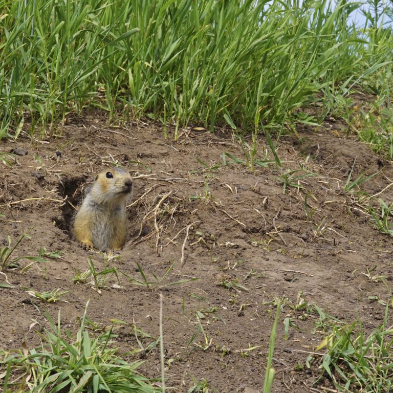 Gopher Gopher