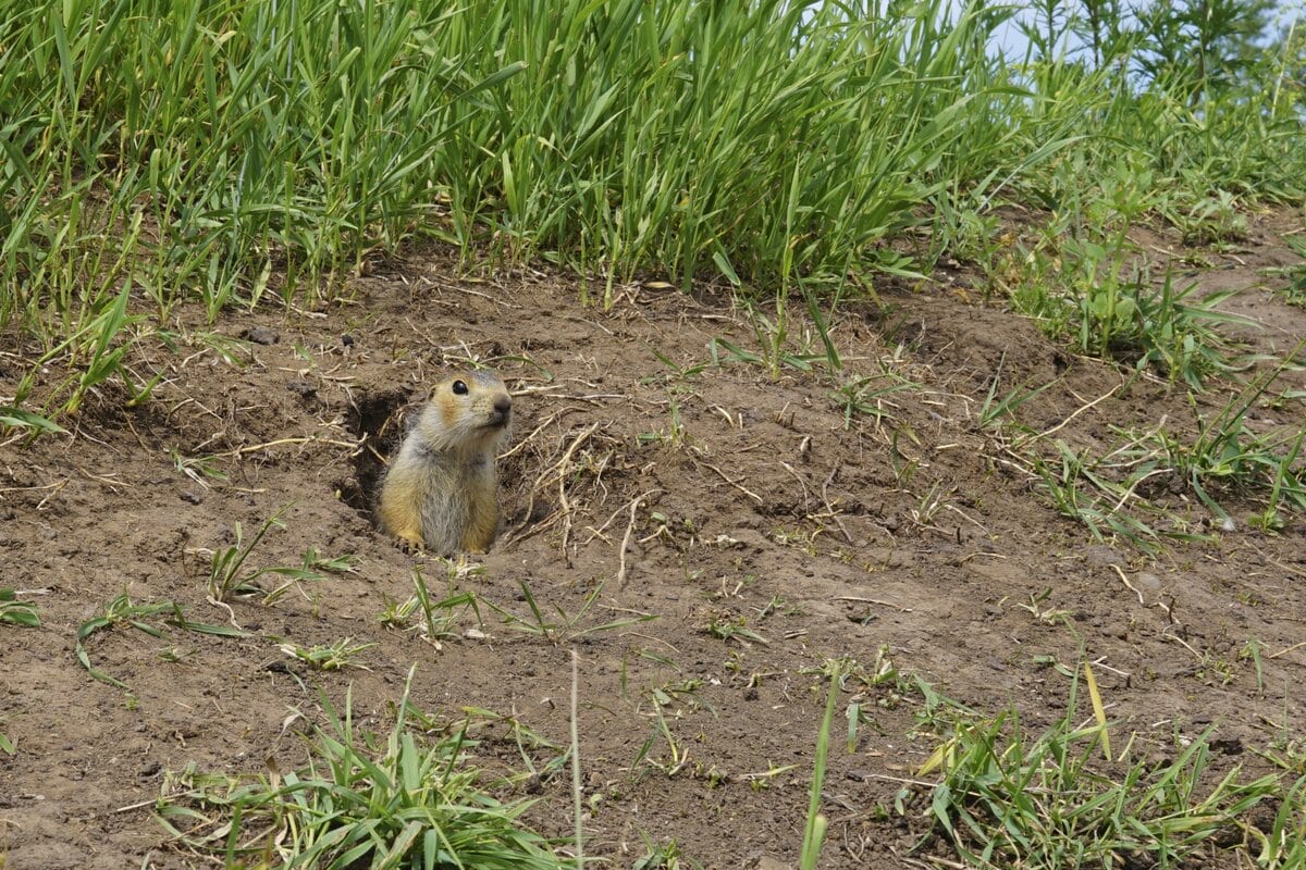 Gopher