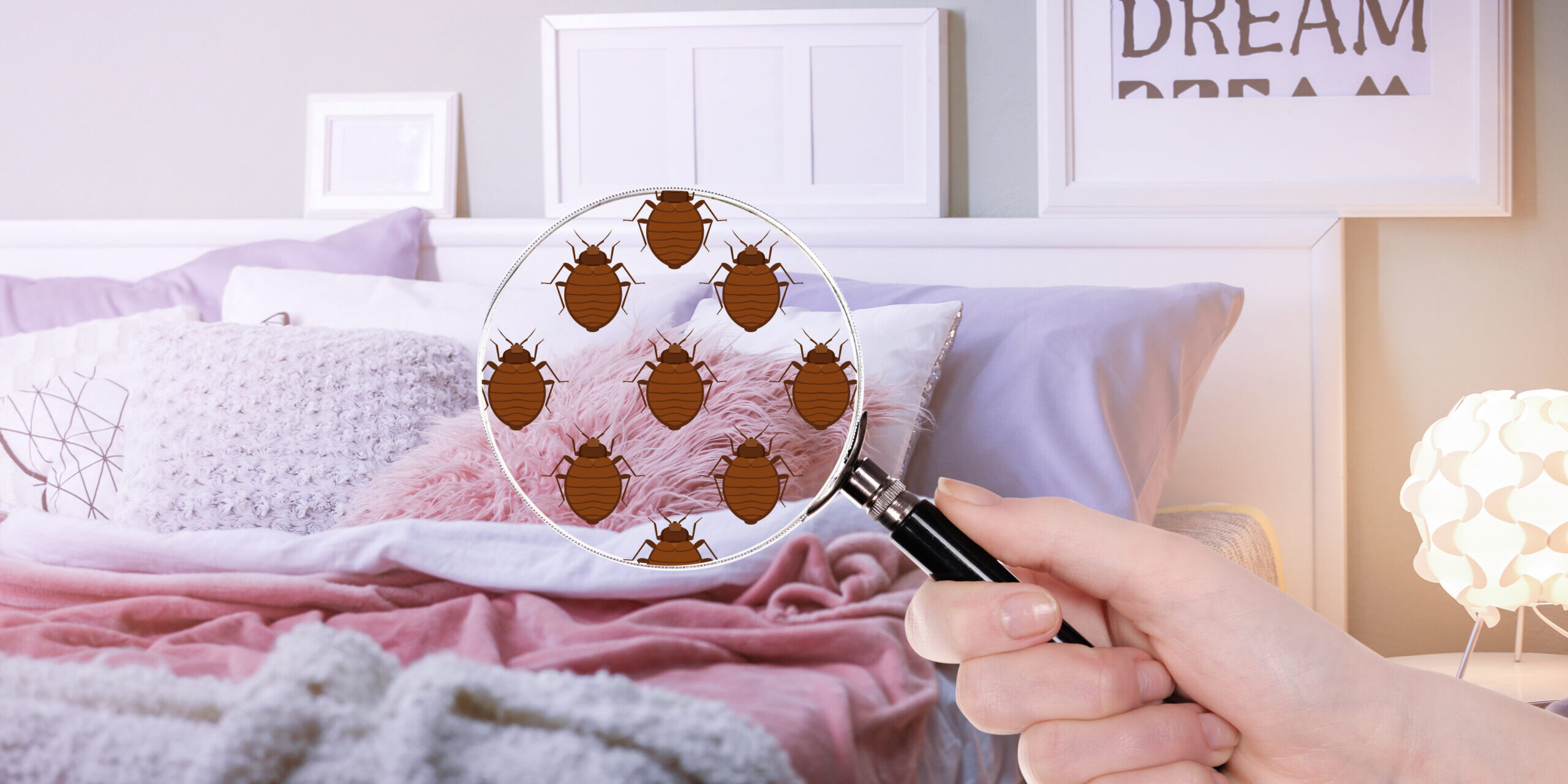 Why Bed Bugs Pest Control is must?