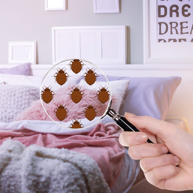Why Bed Bugs Pest Control is must? Why Bed Bugs Pest Control is must?
