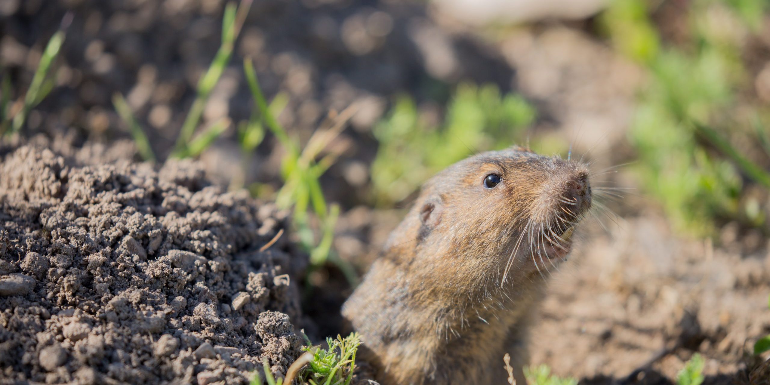 rid of gophers rid of gophers