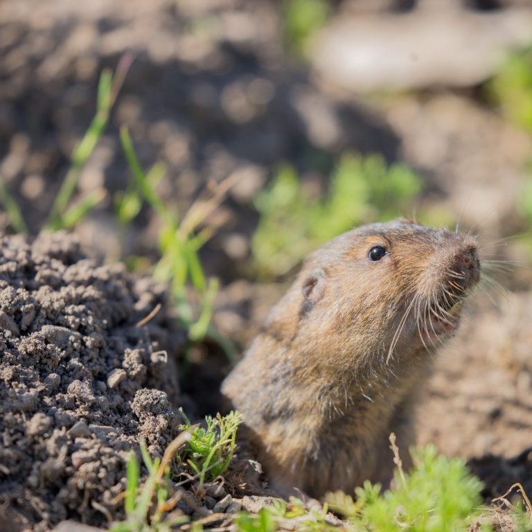 rid of gophers