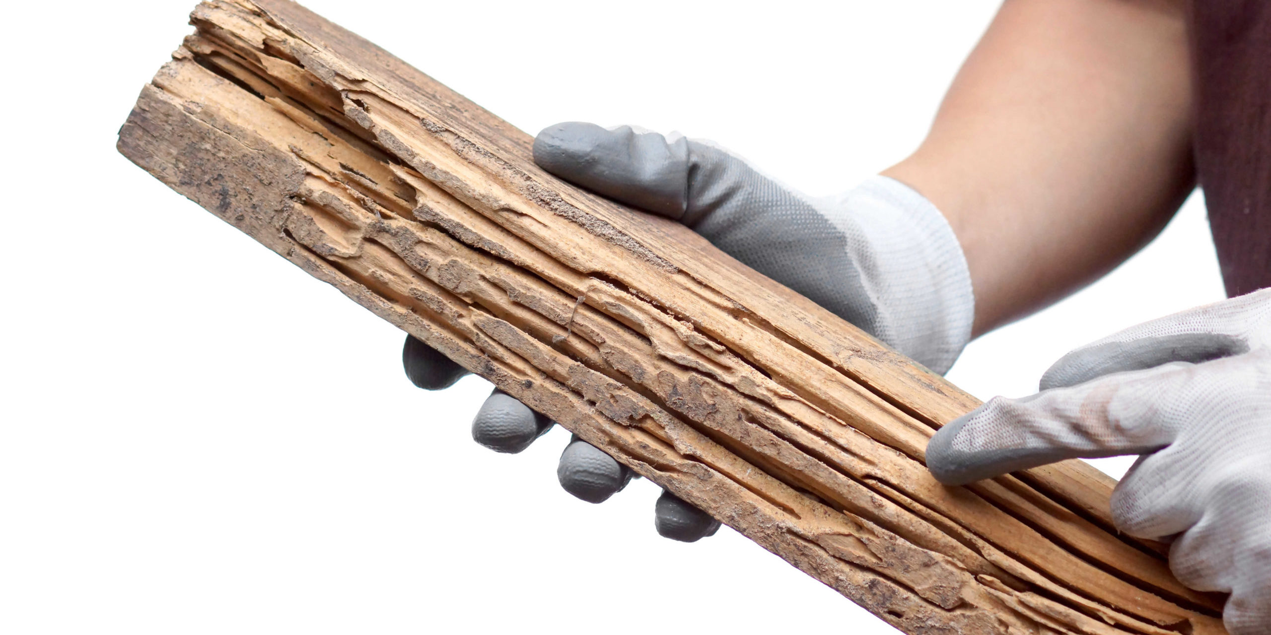 What Can Be the Signs of Termite Infestation? - Hybrid Pest Control