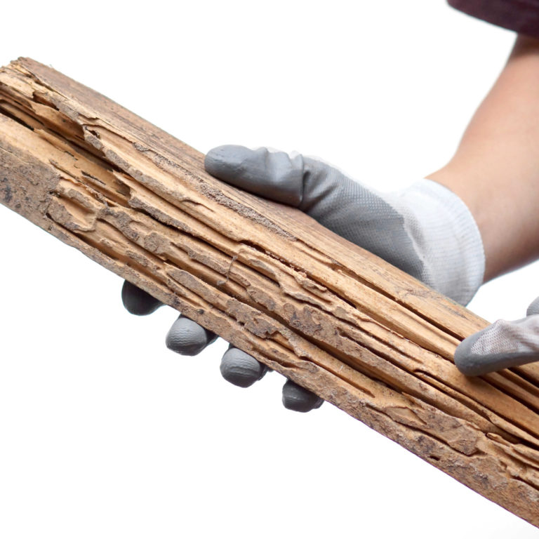 What Can Be the Signs of Termite Infestation? – Hybrid Pest Control What Can Be the Signs of Termite Infestation? - Hybrid Pest Control