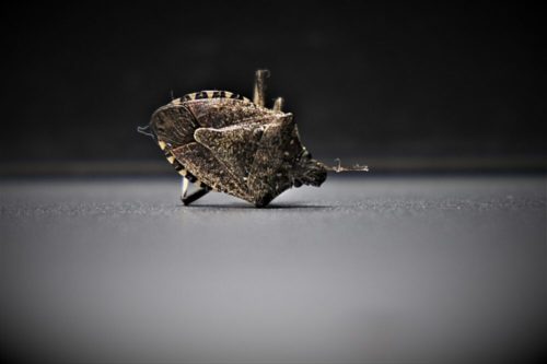 I.C.E. Program 1 stink bug