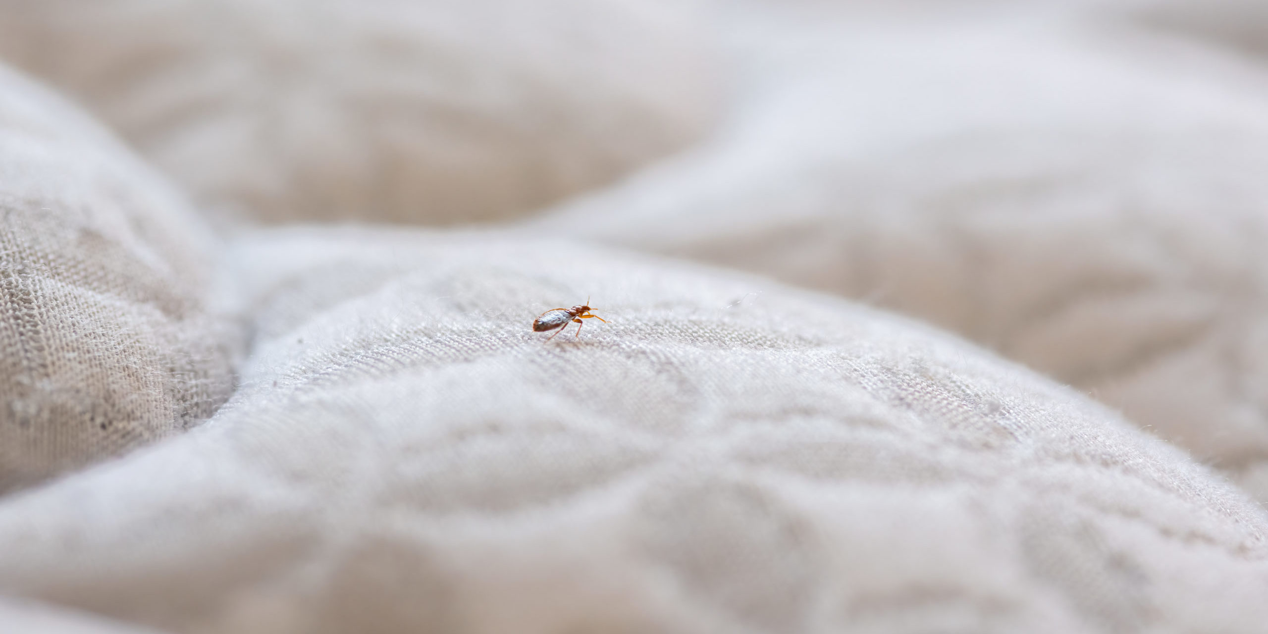 Why is Heat Treatment for Bedbugs Expensive? Hybrid Pest Control Bedbugs