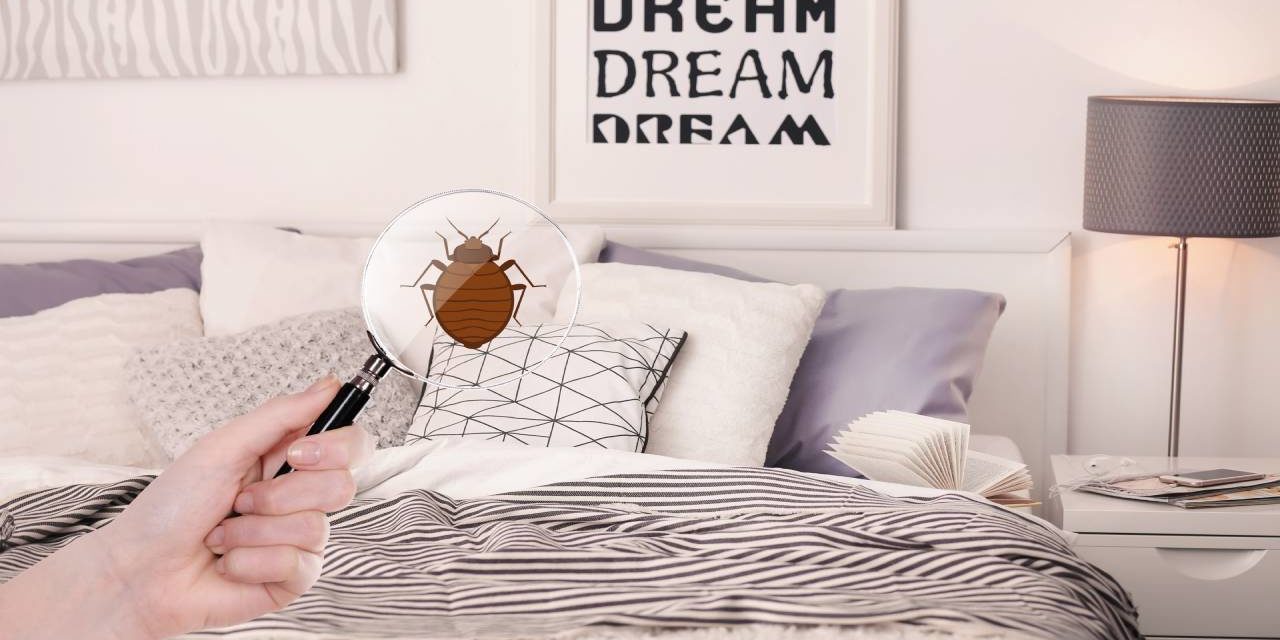 Bedbugs ants and beetles control system Insects Bedbugs ants and beetles control system