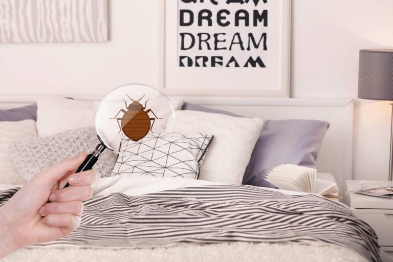 Insects Bedbugs ants and beetles control system