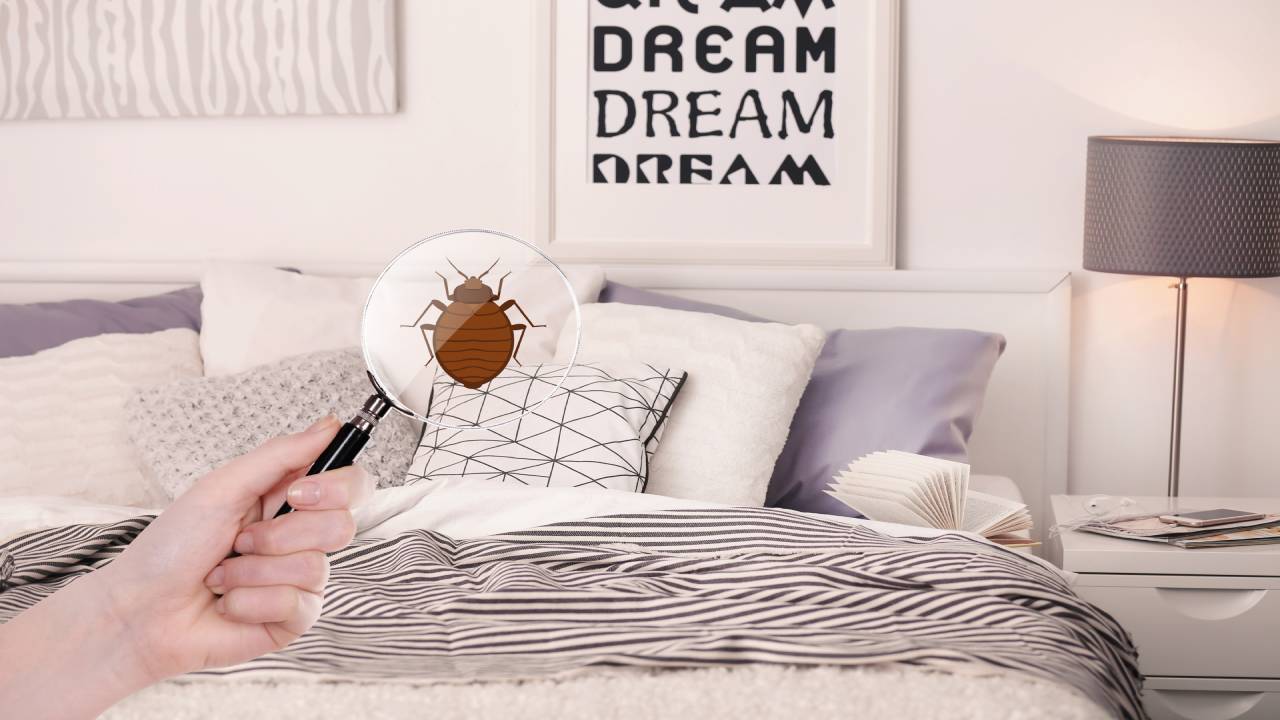 Insects Bedbugs ants and beetles control system