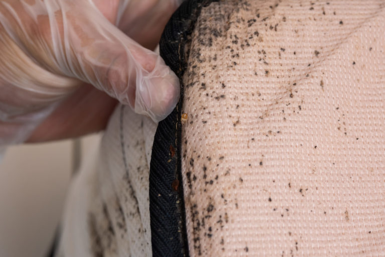 How do you treat Bed bugs from home? | Hybrid Pest Control
