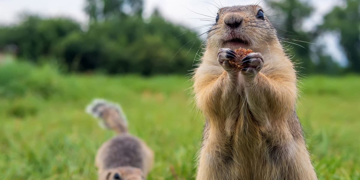 What Are Some Ways to Get Rid of Gophers on Your Lawn