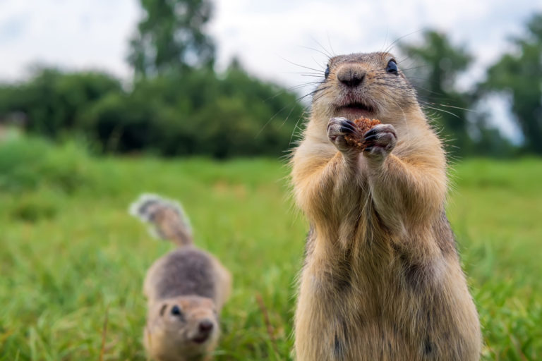 What Are Some Ways to Get Rid of Gophers on Your Lawn
