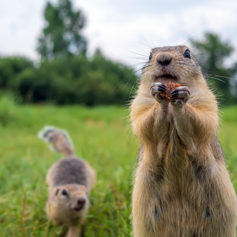 What Are Some Ways to Get Rid of Gophers on Your Lawn