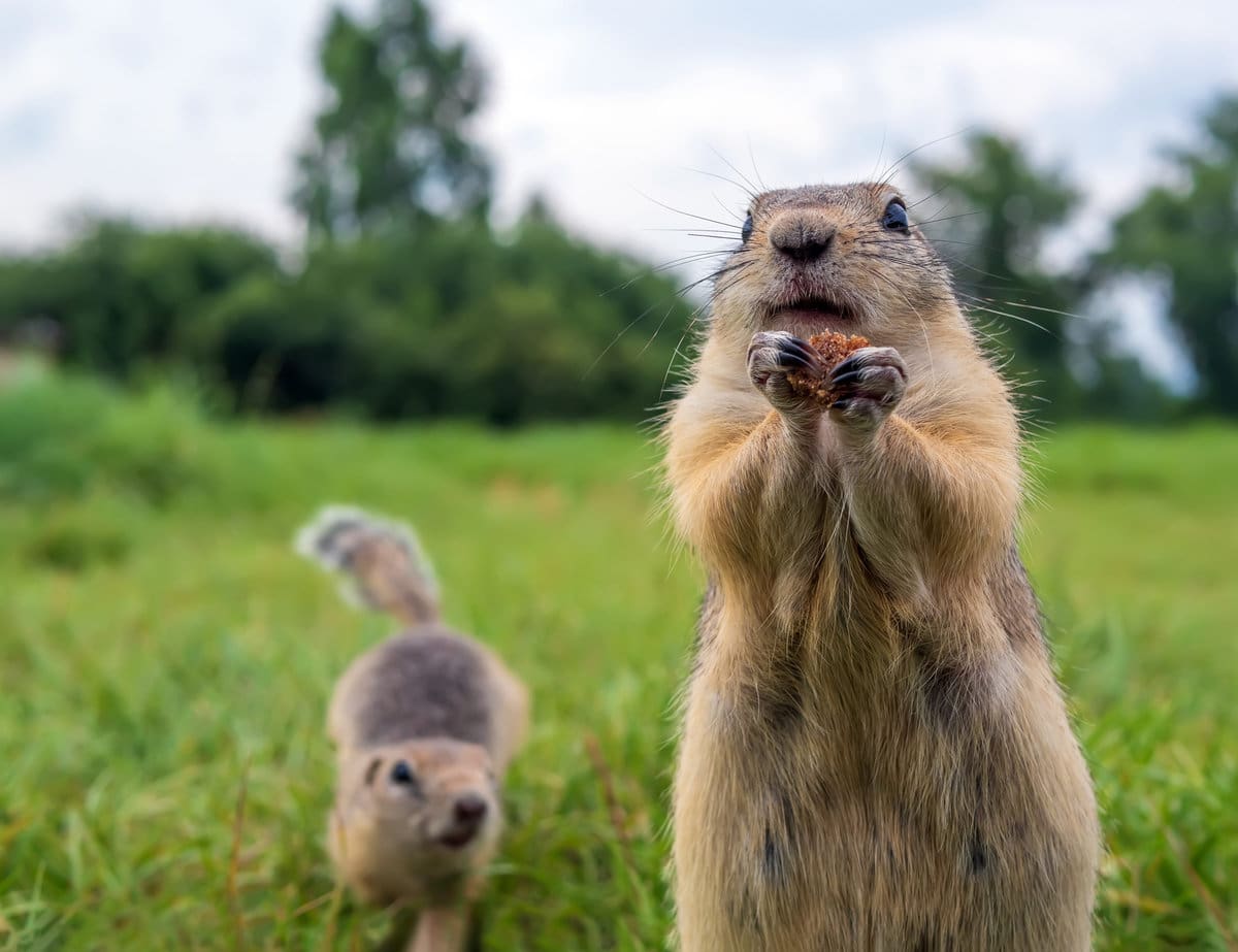 What Are Some Ways to Get Rid of Gophers on Your Lawn