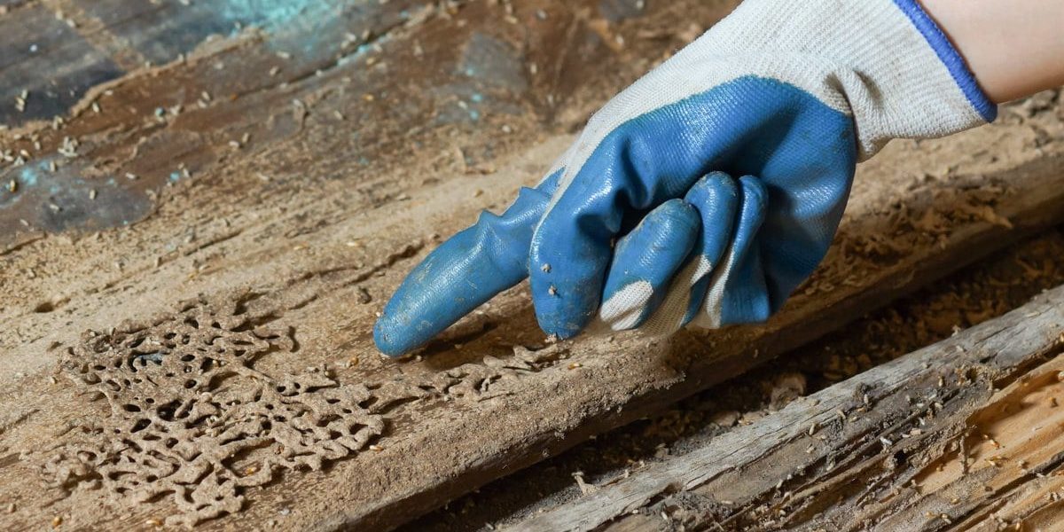 How do you treat Termite infestation How do you treat Termite infestation