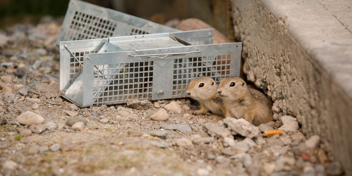 What is the Best Pest Control Method for Gophers