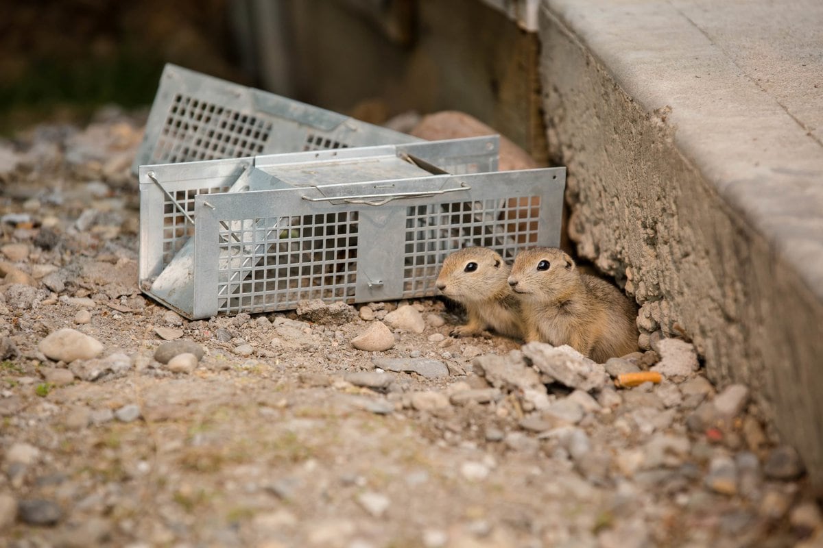 What is the Best Pest Control Method for Gophers