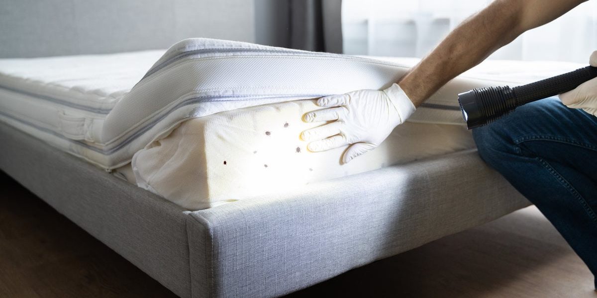 8 Things Every Family Should Know About Bed Bugs