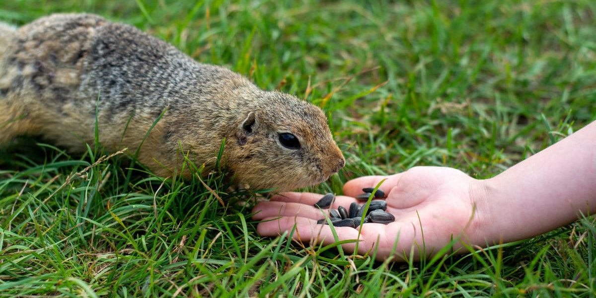 What are the Natural Ways to get rid of Gophers ? What are the Natural Ways to get rid of Gophers ?