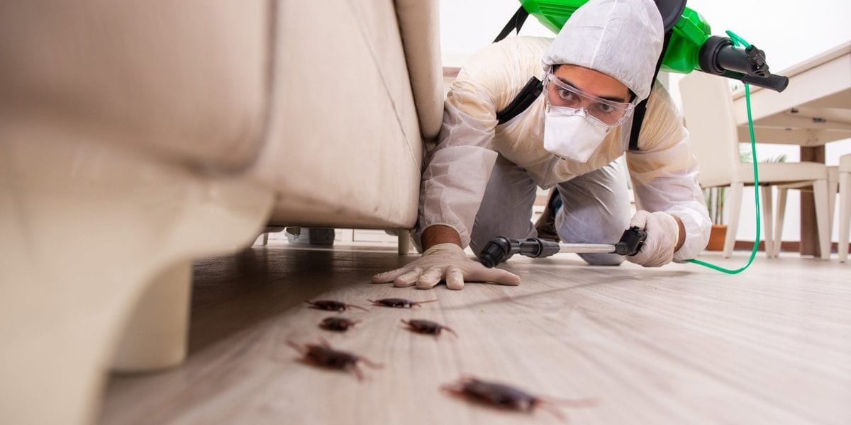 Can Termites Come Back After Treatment Can Termites Come Back After Treatment