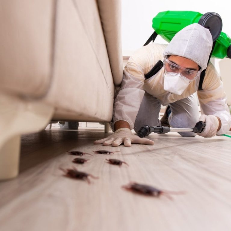 Can Termites Come Back After Treatment