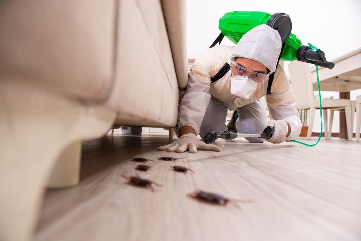 Can Termites Come Back After Treatment Can Termites Come Back After Treatment