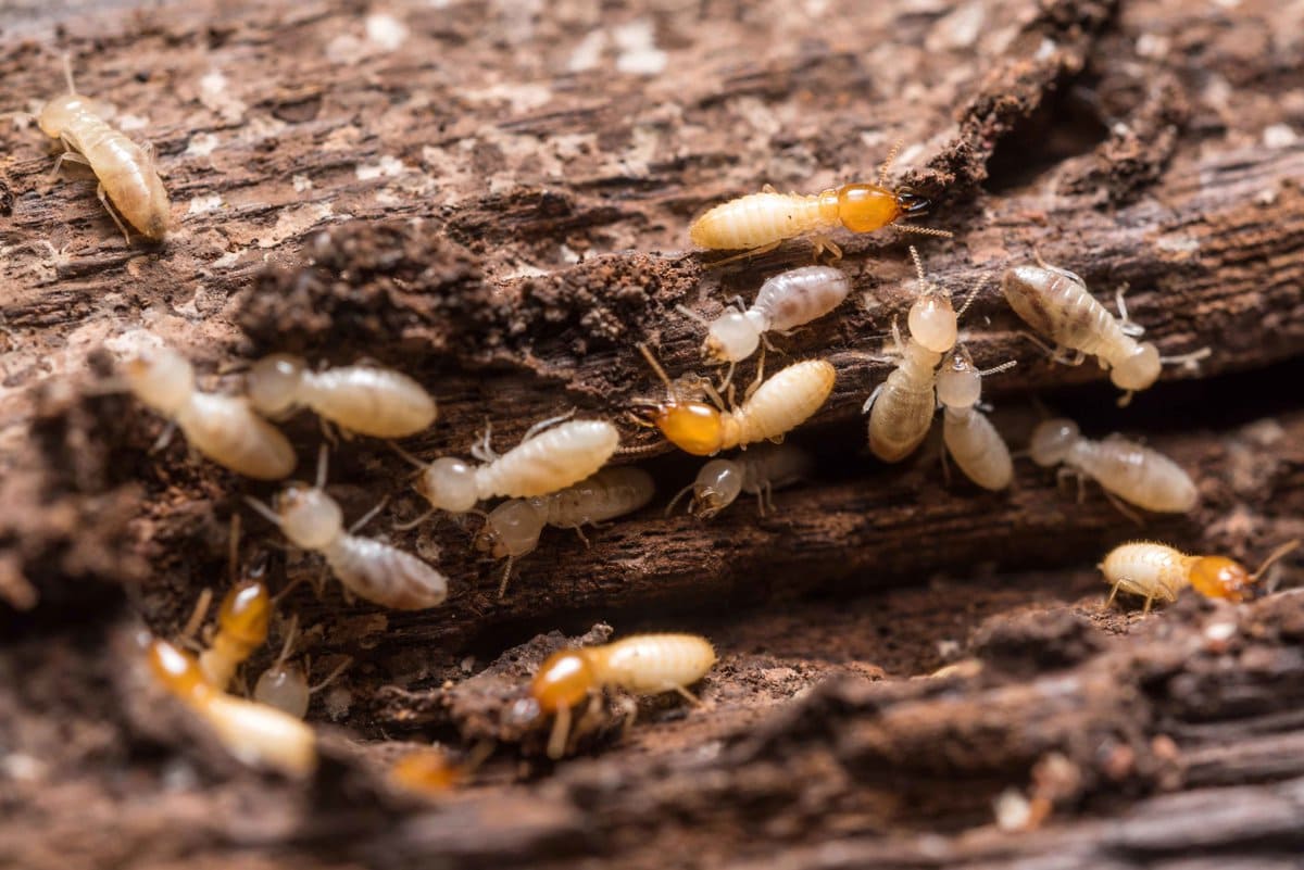 Termites Pest Control in Midvale SLC Utah 1 Termites page scaled