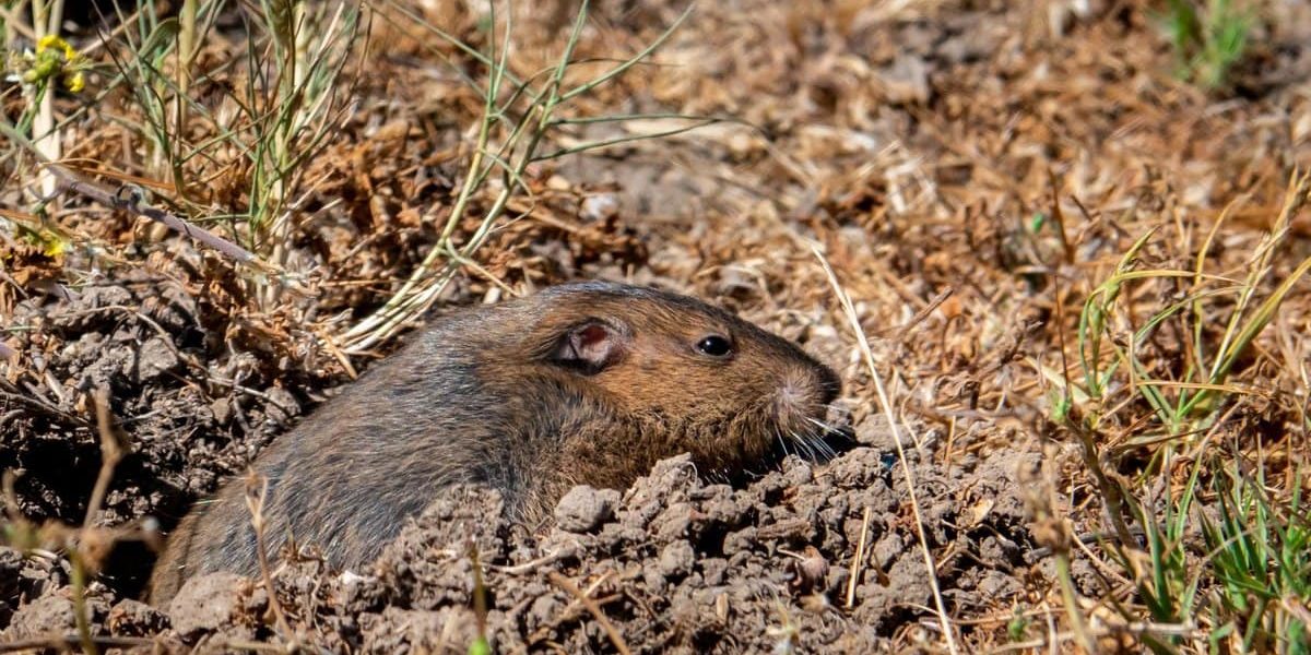Solutions-hybridpestcontrol-8496 Harrison Street Suite 113 Midvale Gophers