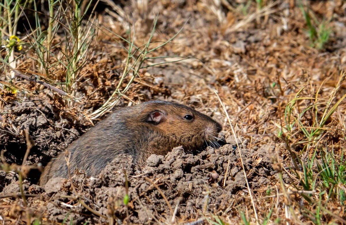 Solutions-hybridpestcontrol-8496 Harrison Street Suite 113 Midvale Gophers