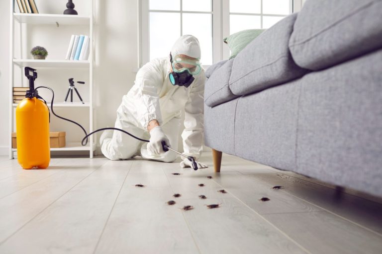 Termite Control by Hybrid Pest Control in Harrison Street Suite