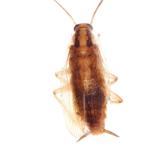 Cockroaches 2 AdobeStock 26620998